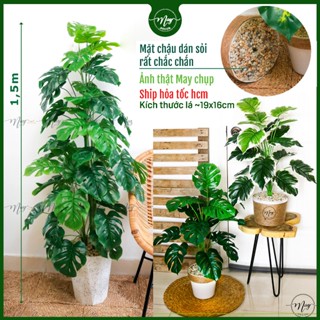 Cây giả,Cây môn, trầu bà giả cao cấp trang trí nhà cửa