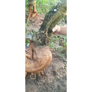 Phôi hoa giấy mỹ hoành 13-20cm