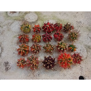 CHỒI GYM LEM THÁP THÁI TÊN TUỔI 9K