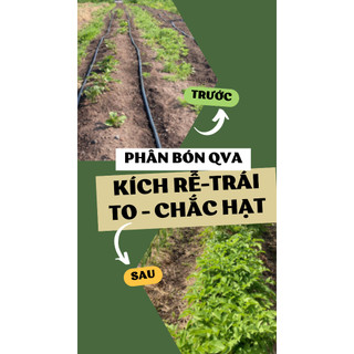 Phân bón QVA Kích rễ - Trái to - Chắc hạt (1kg-3kg)
