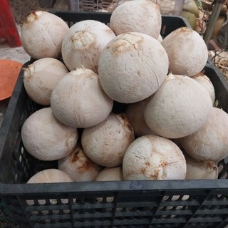 Sale dừa xiêm trọc không tẩy set 20 trái