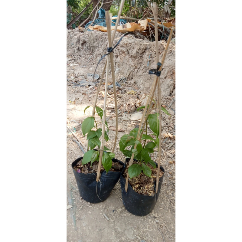HOA GIẤY SUFIA CÂY GIỐNG 20CM