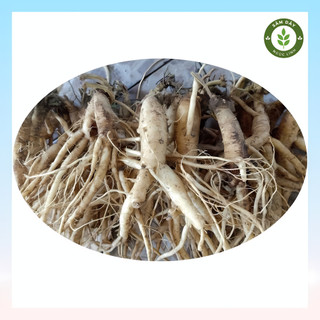 Sâm dây ngọc linh tươi - hàng 15 củ | 1kg