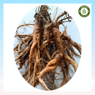 Sâm dây ngọc linh tươi - hàng 5 - 6 củ | 1kg