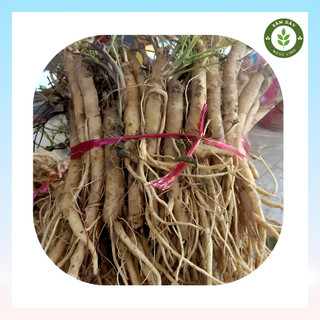 Sâm dây ngọc linh tươi - hàng 20-25 củ | 1kg