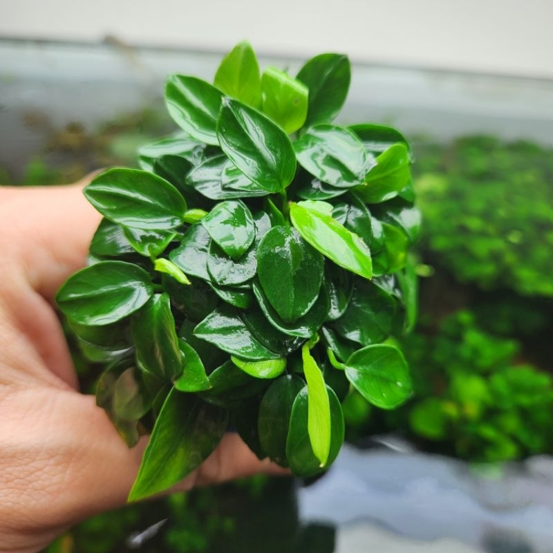Cây Ráy Nana Lá Nhỏ - Cây ráy thủy sinh ( bụi cực to luôn )