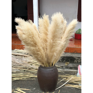 Hoa cỏ lau,bông cỏ lau,Hoa khô trang trí decor trang trí sự kiện trang trí tiệc cưới,quán Café,trang trí shop