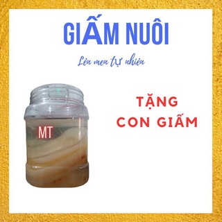 Giấm Nuôi tặng kèm con Giấm
