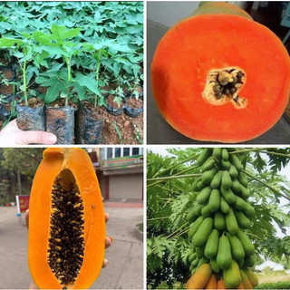 Cây giống đu đủ ăn quả ruột đỏ , vàng f1
