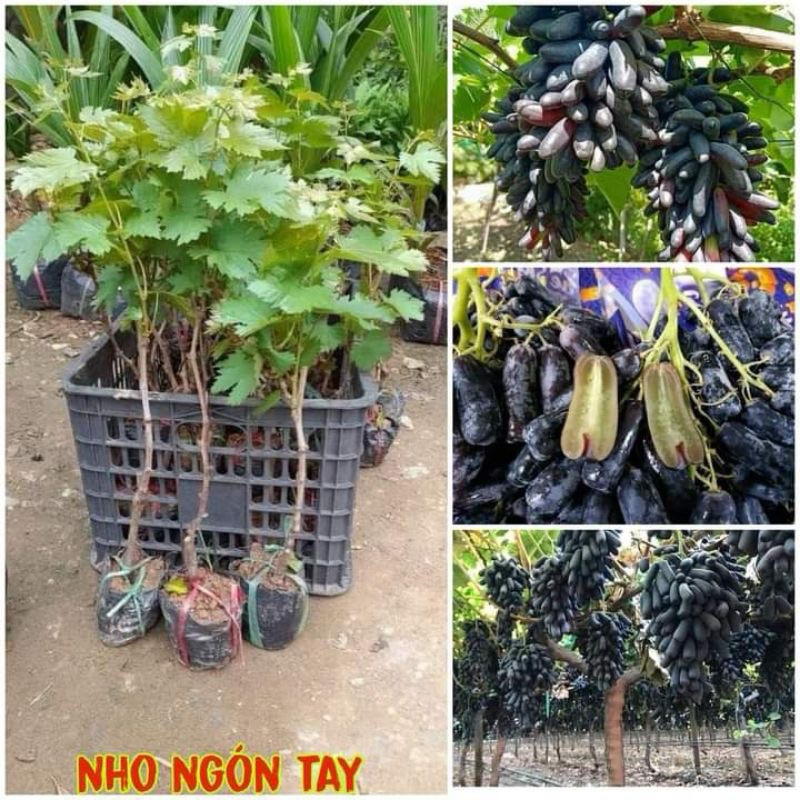 Cây Giống Nho Ngón Tay ( nho đen, đỏ , nho úc)