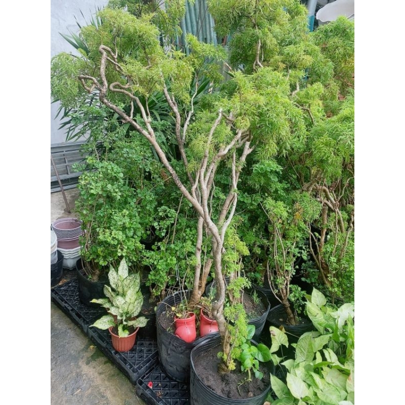 Cây Đinh Lăng Lớn 1m3