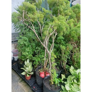 Cây đinh lăng lớn 1m3