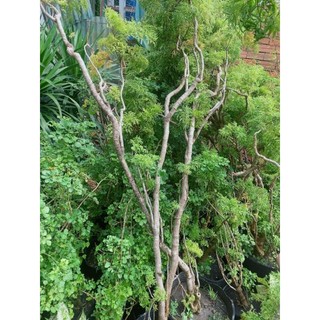 Cây Đinh Lăng Lớn 1m3