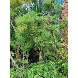 Cây Đinh Lăng Lớn 1m3