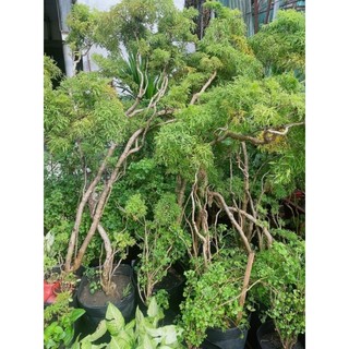 Cây Đinh Lăng Lớn 1m3