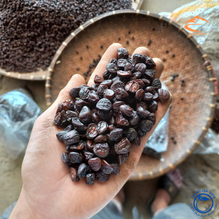 Hạt dổi nếp rừng cổ thụ Tây Bắc loại 1 . Gia vị mắc khén hạt dổi, hạt dỗi, hạt rổi
