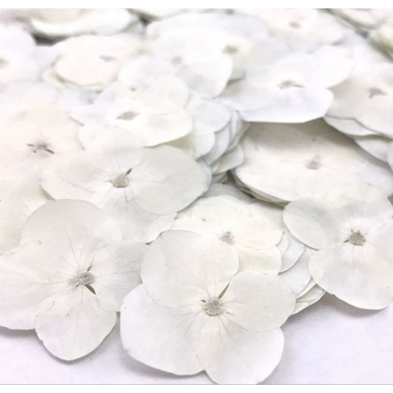 (Giá sỉ) Set 50, 100 bông cẩm tú cầu trắng ép khô DIY làm tranh, resin (pressed flowers, pressed leaves, 압화)