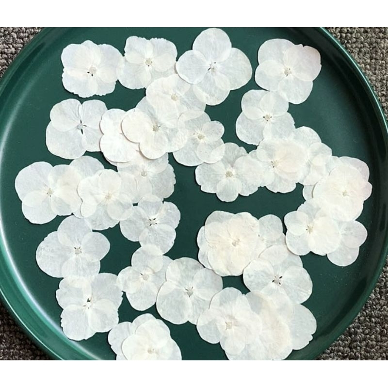 (Giá sỉ) Set 50, 100 bông cẩm tú cầu trắng ép khô DIY làm tranh, resin (pressed flowers, pressed leaves, 압화)