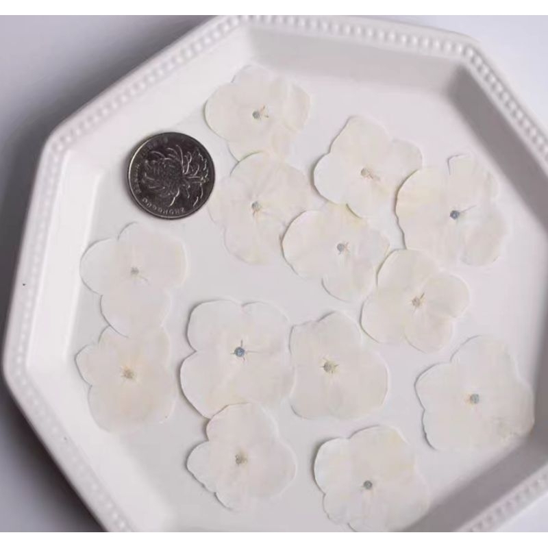 (Giá sỉ) Set 50, 100 bông cẩm tú cầu trắng ép khô DIY làm tranh, resin (pressed flowers, pressed leaves, 압화)