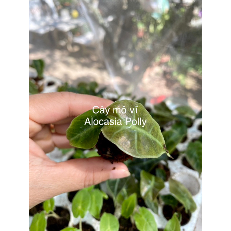🪴 Cây Alocasia Polly / Kiểng lá/ cây trong nhà