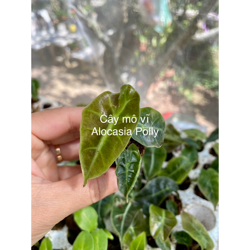 🪴 Cây Alocasia Polly / Kiểng lá/ cây trong nhà