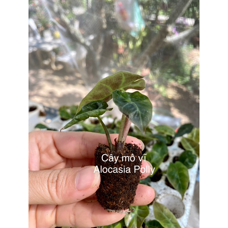 🪴 Cây Alocasia Polly / Kiểng lá/ cây trong nhà