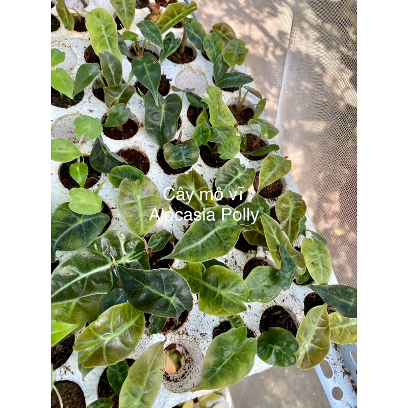 🪴 Cây Alocasia Polly / Kiểng lá/ cây trong nhà