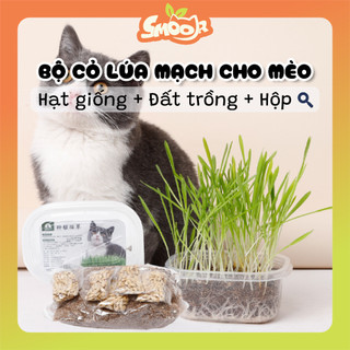 Cỏ lúa mì - Bộ kit tự trồng cỏ mèo tươi siêu dễ