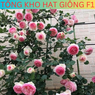 Gói 50 Hạt Hạt giống hoa Hồng Leo Pháp đủ màu Tặng phân bón, hoa nở quanh