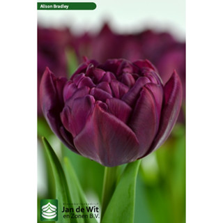 Củ hoa Tulip kép Hà Lan Alison Bradley - Jan De Wit giống F1 - Size 14cm - Đã có mầm nụ và rễ