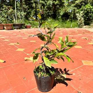 Cây mai giảo siêu bông siêu nụ - hoa rất nhiều, hoa to, bonsai gốc ghép