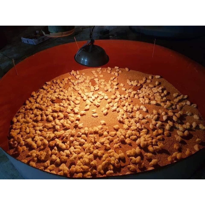 đèn úm đèn sưởi sợi cacbon