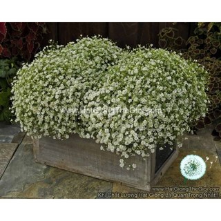 50.HAT Hạt Giống Hoa Baby Breath Trồng Chậu GYPSY White