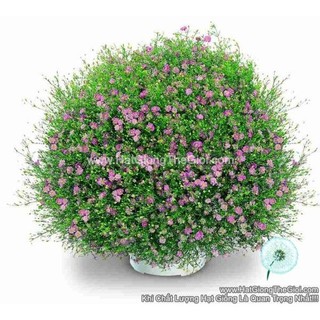 50.HAT Hạt Giống Hoa Baby Breath Trồng Chậu GYPSY Pink