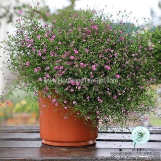50.HAT Hạt Giống Hoa Baby Breath Trồng Chậu GYPSY Rose