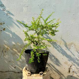 Combo 2 Cây Hàm Hương gốc khỏe hóa gỗ