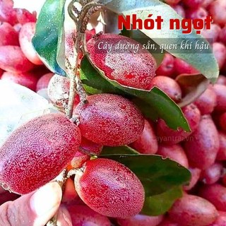 02 Cây giống Nhót Ngọt