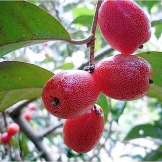 02 Cây giống Nhót Ngọt