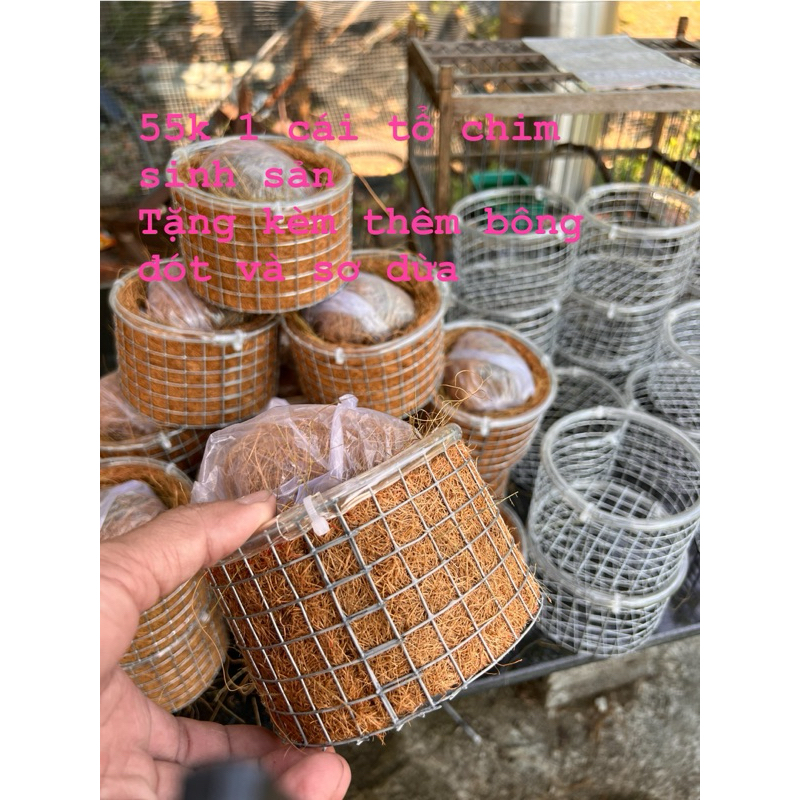 Tổ chim chào mào sinh sản cao 8mm rộng 13mm