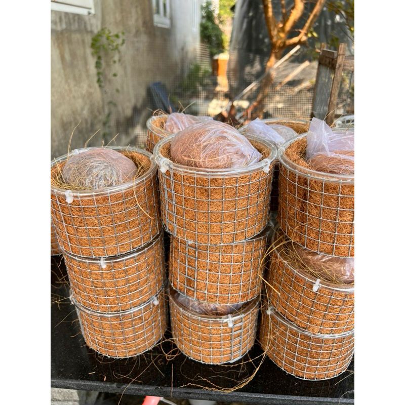 Tổ chim chào mào sinh sản cao 8mm rộng 13mm