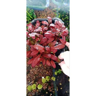 N&T - Cải đỏ thủy sinh dễ trồng không CO2 (1 thân full lá nước)