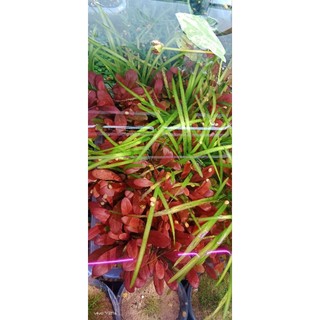 N&T - Cải đỏ thủy sinh dễ trồng không CO2 (1 thân full lá nước)