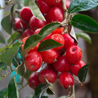 02 Cây giống Nhót Ngọt