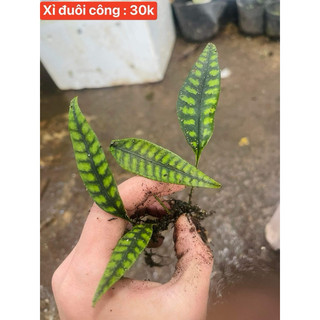 Dương Xỉ đuôi công - nhện mini setup terrarium,bán cạn