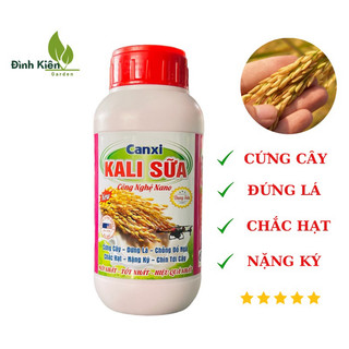 Canxi kali sữa - vô gạo, chắc hạt, nặng ký, chống đỗ ngã