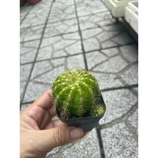 Xương rồng bí nhỏ