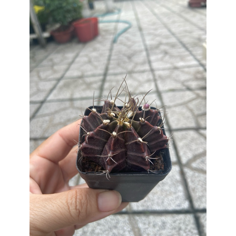 Xương rồng gymno