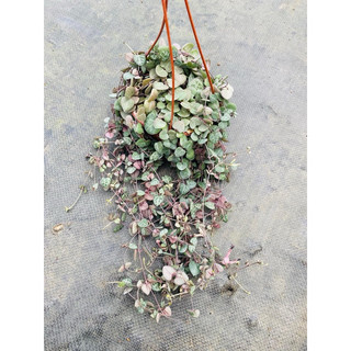 Chậu string of heart - Chuỗi dây tim