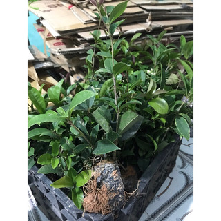 hoa mộc hương ta hoa vàng (cao 20-30cm)