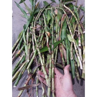 10 Thân Phát Tài Già, Không Lá.